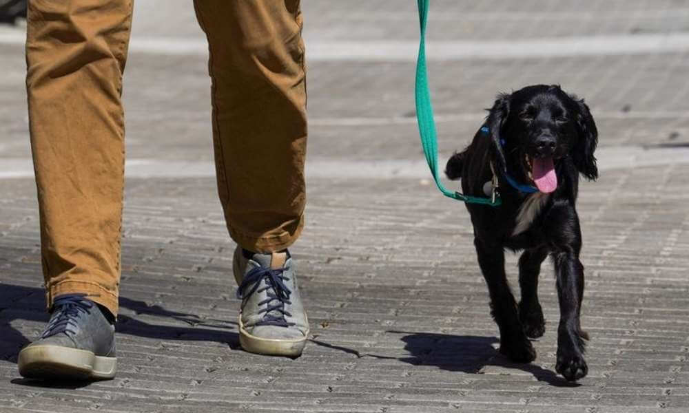 Cash-strapped Britons give up pets as living costs soar